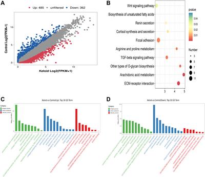 The m6A-methylated mRNA pattern and the activation of the Wnt signaling pathway under the hyper-m6A-modifying condition in the keloid